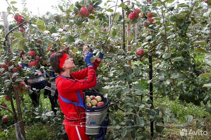 Сборщик яблок с проживанием