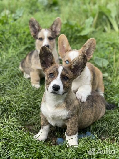 Вельш корги