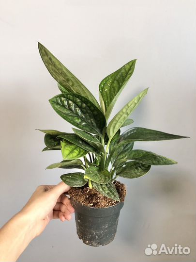 Эпипремнум Марбл Пленет