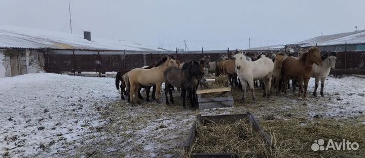 Продажа лошадей