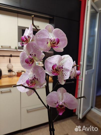 Орхидея фаленопсис