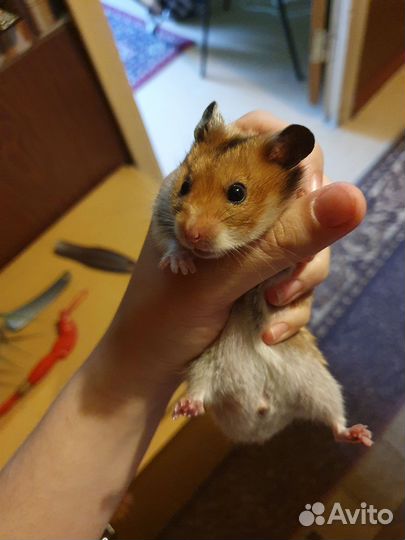 Сирийский хомяк с клеткой