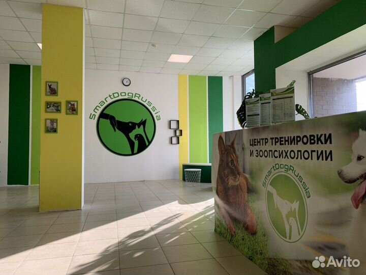 Передержка для кошек