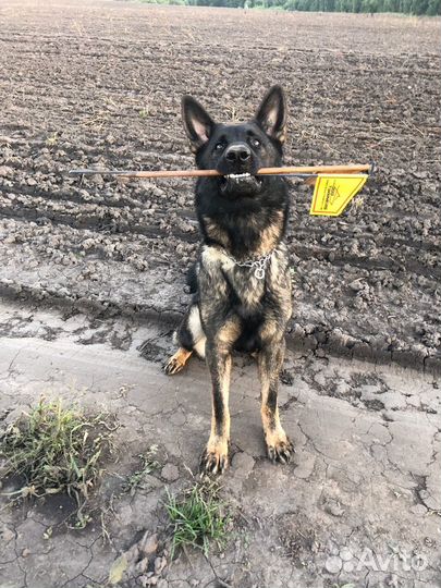 Кинолог-инструктор, дрессировка