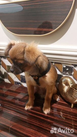 Чихуахуа мальчик