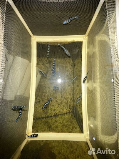 Псевдотрофеус демасони