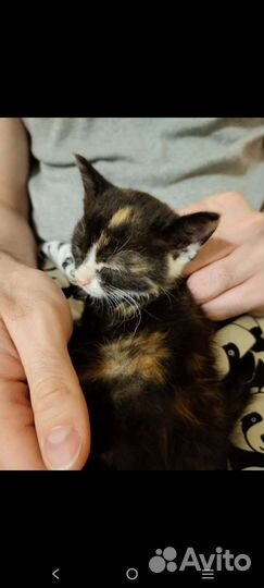 Несчастный котёнок ищет дом