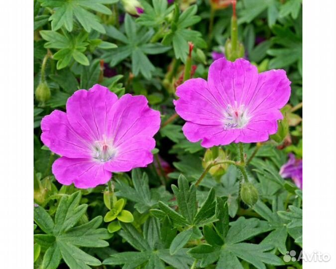 Герань кроваво-красная New Hamshire Purple