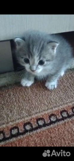 Котята в дар