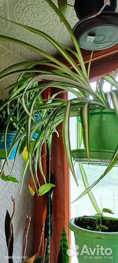 Хлорофитум хохлатый в горшке