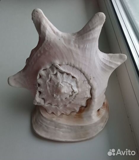 Ракушка большая морская