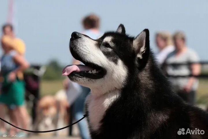 Аляскинский маламут