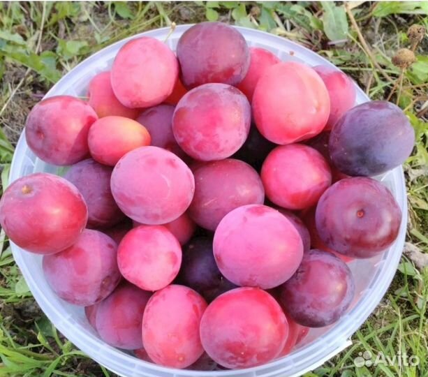 Саженцы слива