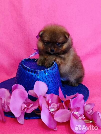 Миниатюрный мишка шпиц