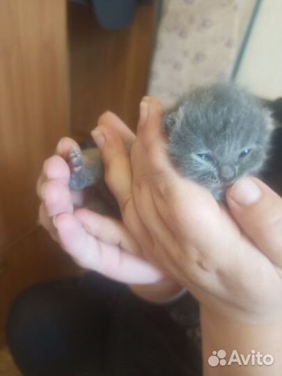 Британская кошка в дар