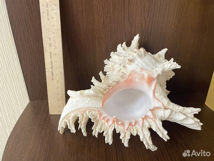 Ракушка морская большая