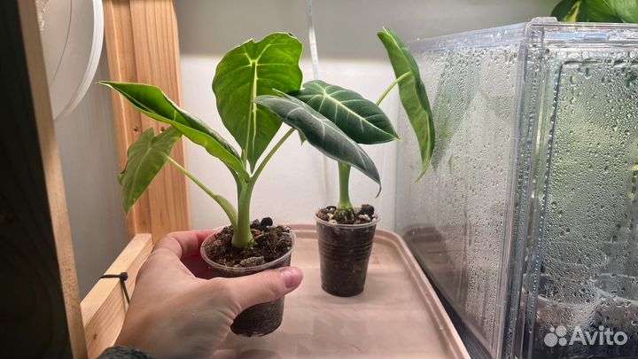 Алоказия Мишольца