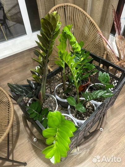 Замиокулькас и черный равен цветы