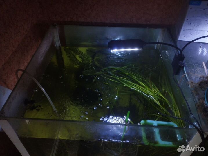 Аквариумы 140 и 180 литров / коряга мангровая