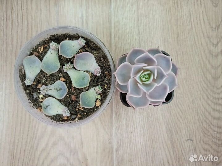 Суккуленты разные