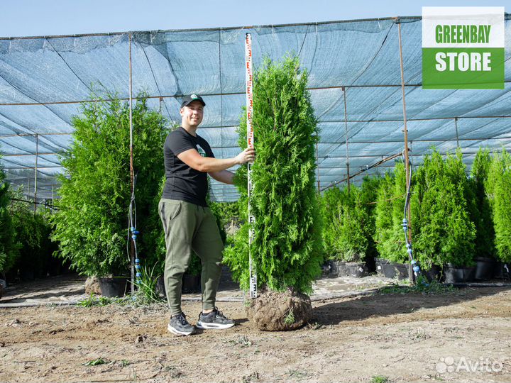 Туи колумна 180 см свежая копка 2023