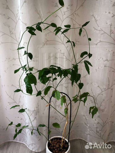 Цветущие комнатные растения