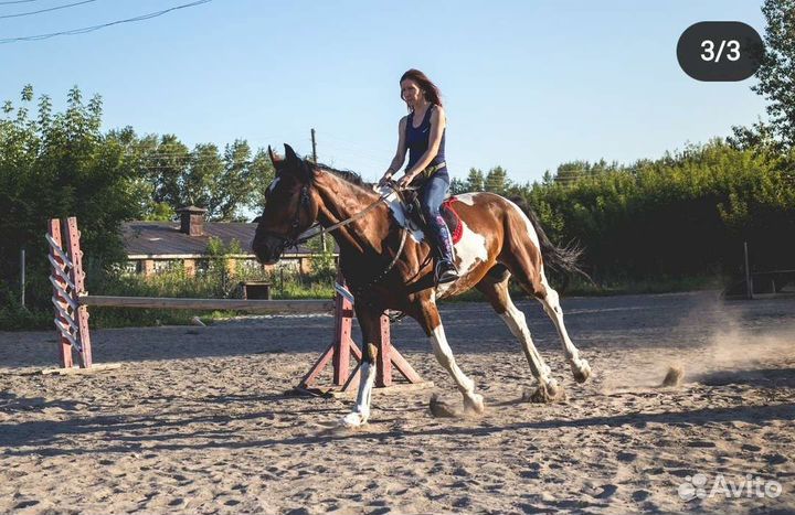 Лошадь в аренду
