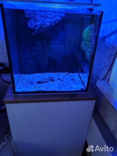 Аквариум с тумбой 100л с оборудованием