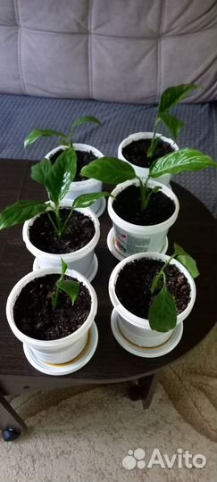 Спатифиллум