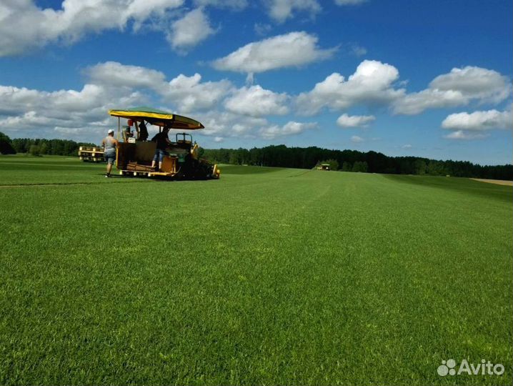 Рулонный газон 