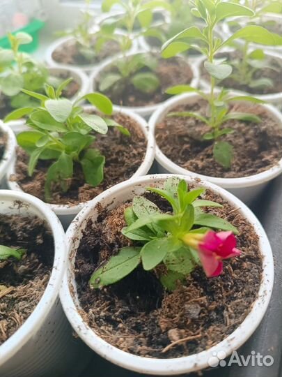 Калибрахоа