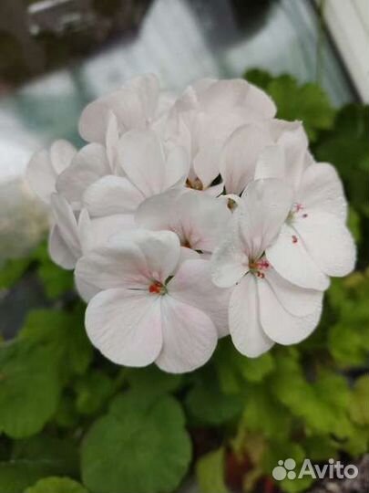 Пеларгония герань