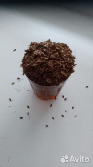 Семена укропа