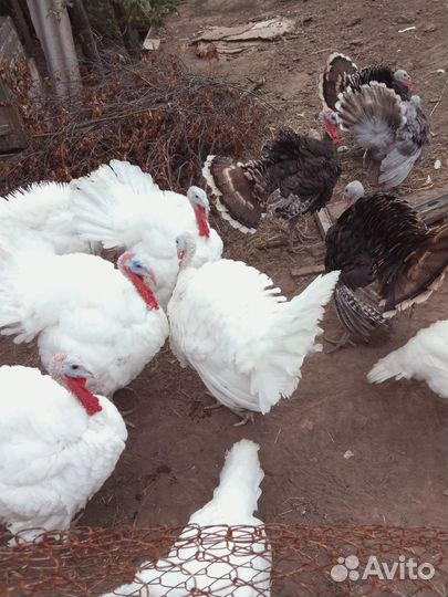 Продаются индюшки