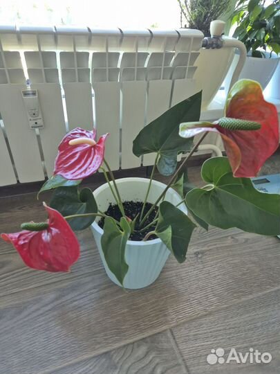 Комнатные цветы антуриум