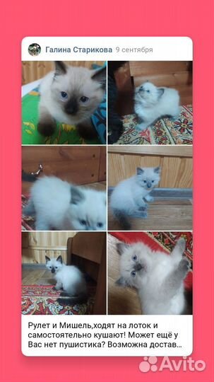 Кошка в дар бесплатно