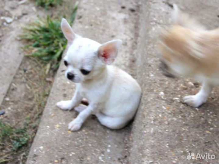 Щенок чихуахуа, девочка