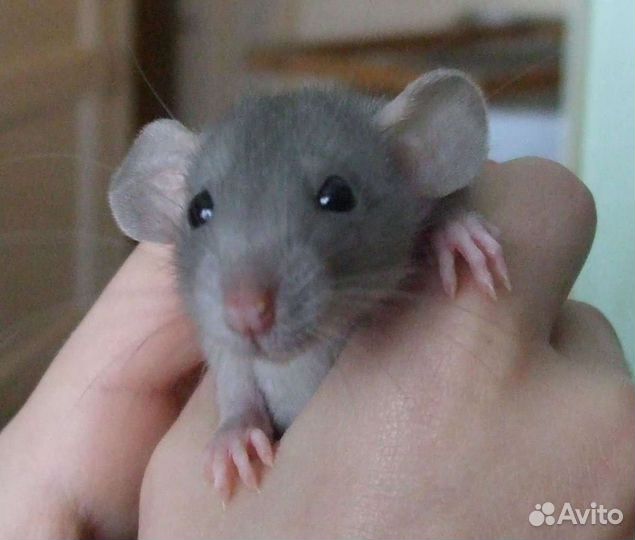 Крыса дамбо