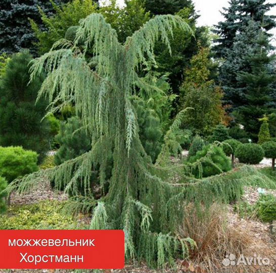 Можжевельник сортовой