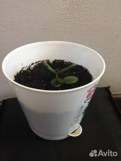 Толстянка в горшочке