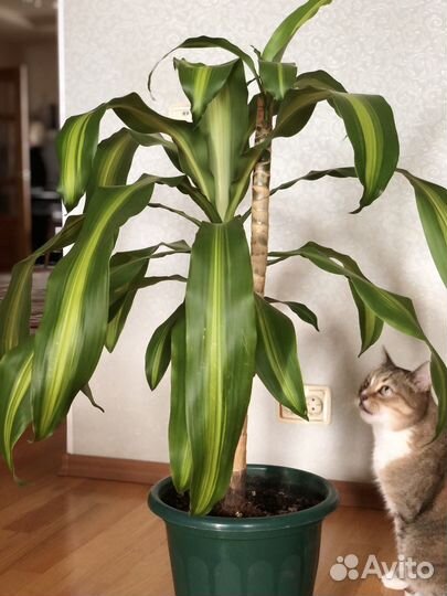 Драцена душистая пальма