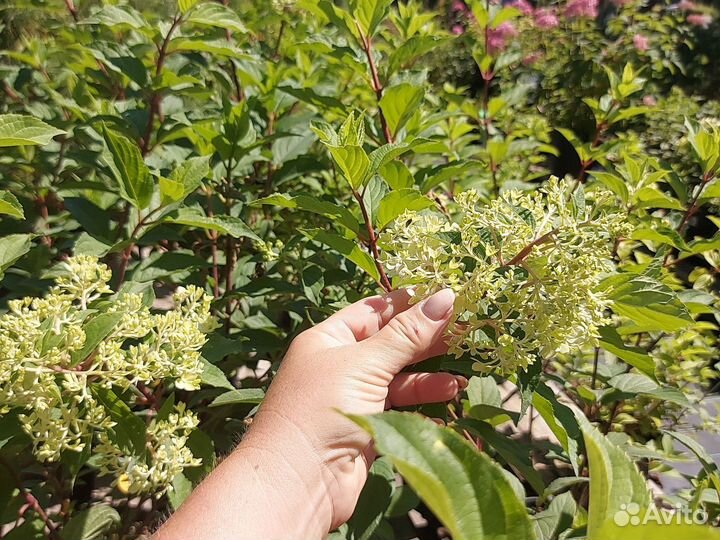 Гортензия Ванила Фрейз