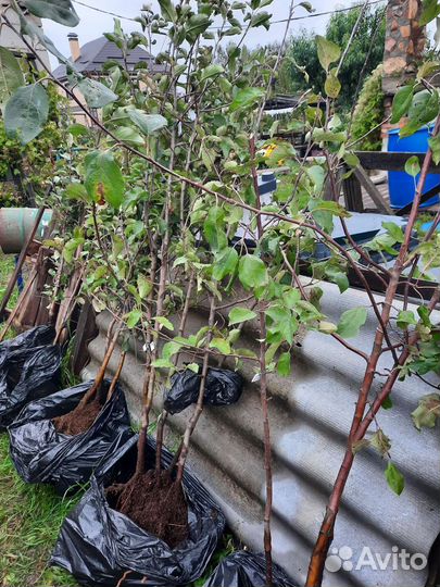 Сажецы яблонь и груши на низком подвое