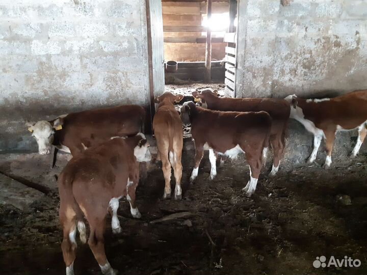 Быки, телята, герефорд