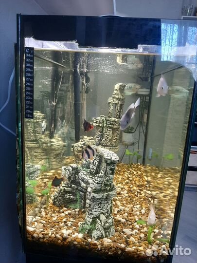 Аквариум
