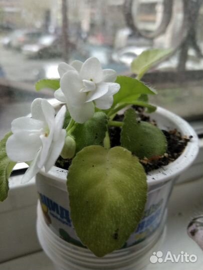 Фиалка полумини трейлер