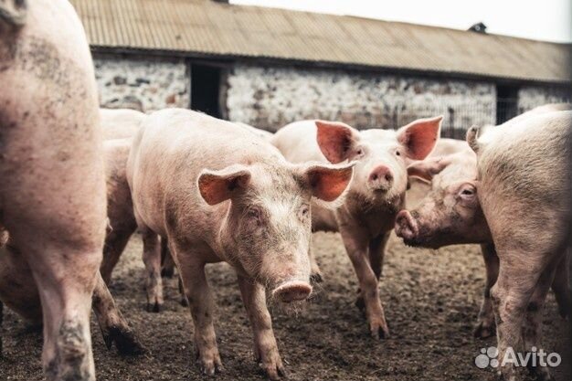 Сельскохозяйственное предприятие 