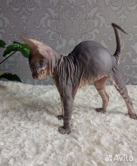 Котики Дончаки