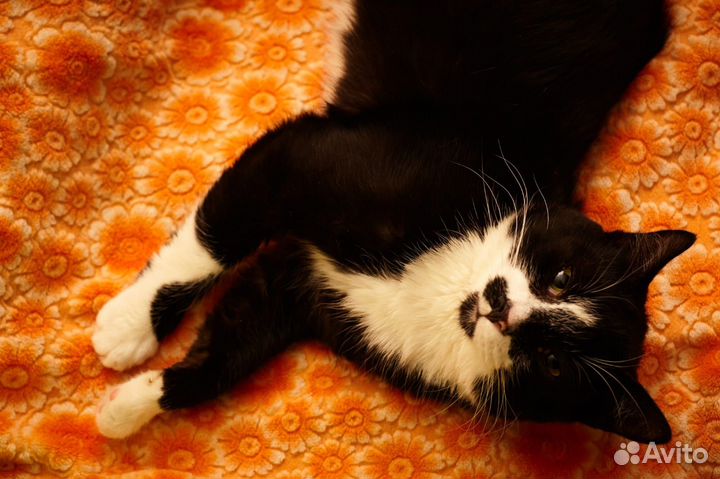 Котик бесплатно в добрые руки