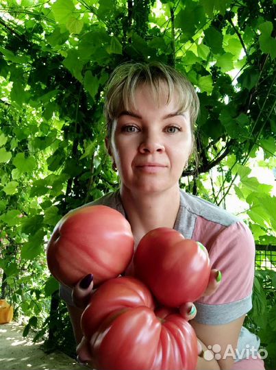 Помидоры домашние